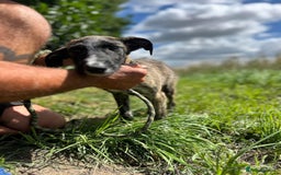 Mixed Breed dogs for adoption: Myrtle - Norwich Norfolk  - Image 7