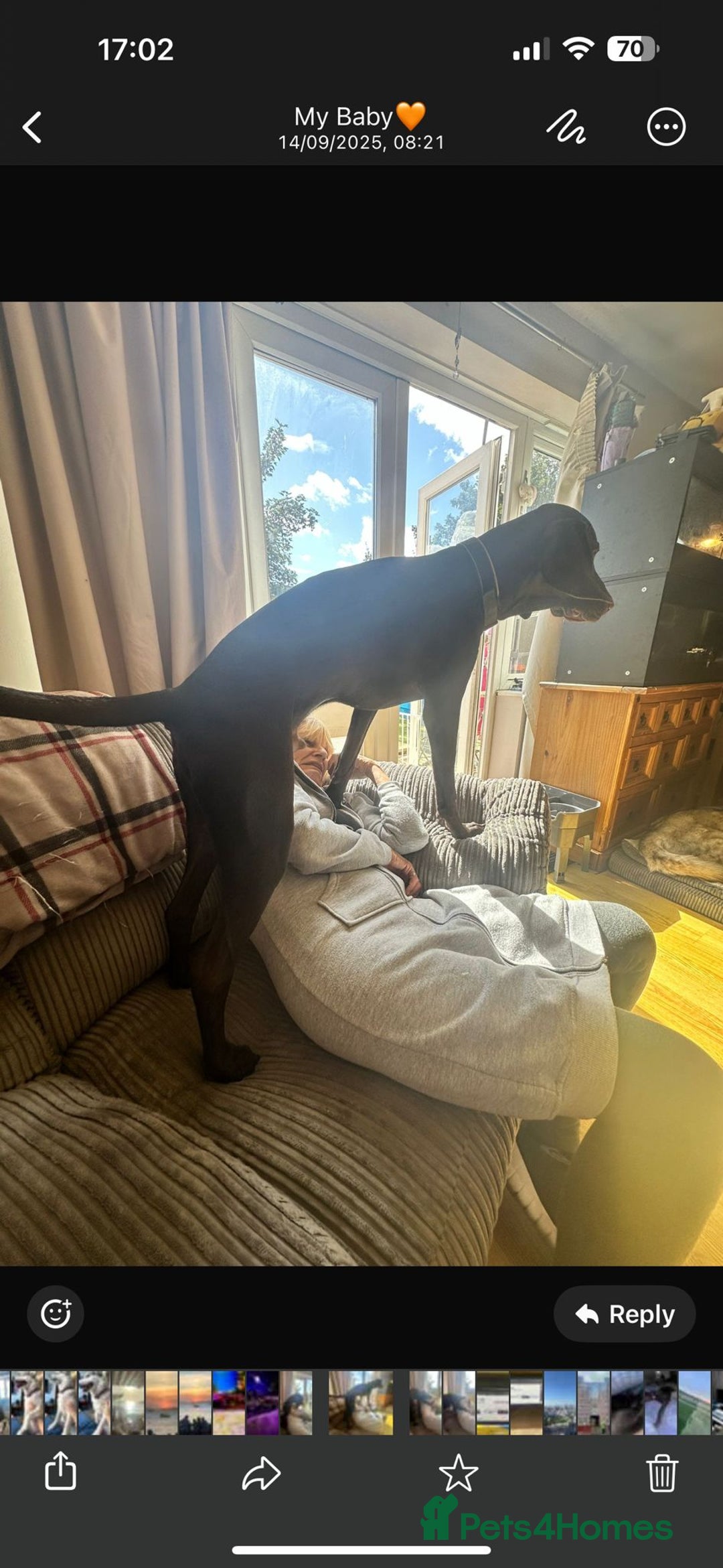 Hungarian Vizsla dogs for sale: Vizla/Vimaraner - Advert 5