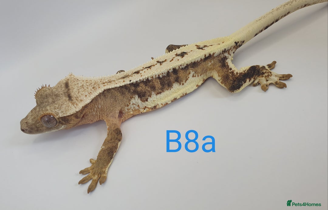 Gecko reptiles for sale: Juvenile Crested Geckos - Image 31