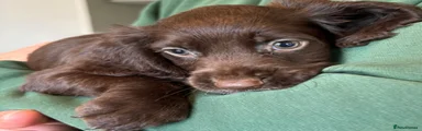 Cocker Spaniel 5