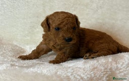 Cavapoo dogs for sale: Fox RED Cavapoo Puppies - Image 18