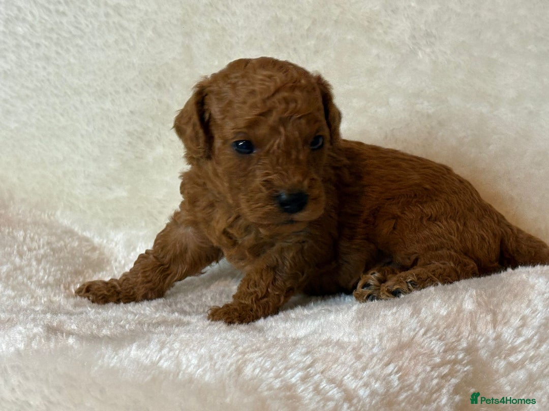 Cavapoo dogs for sale: Fox RED Cavapoo Puppies - Image 18
