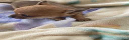 Chihuahua dogs for sale: Adorable Chihuahua Puppy “ Girl “ Fawn/White - Advert 9
