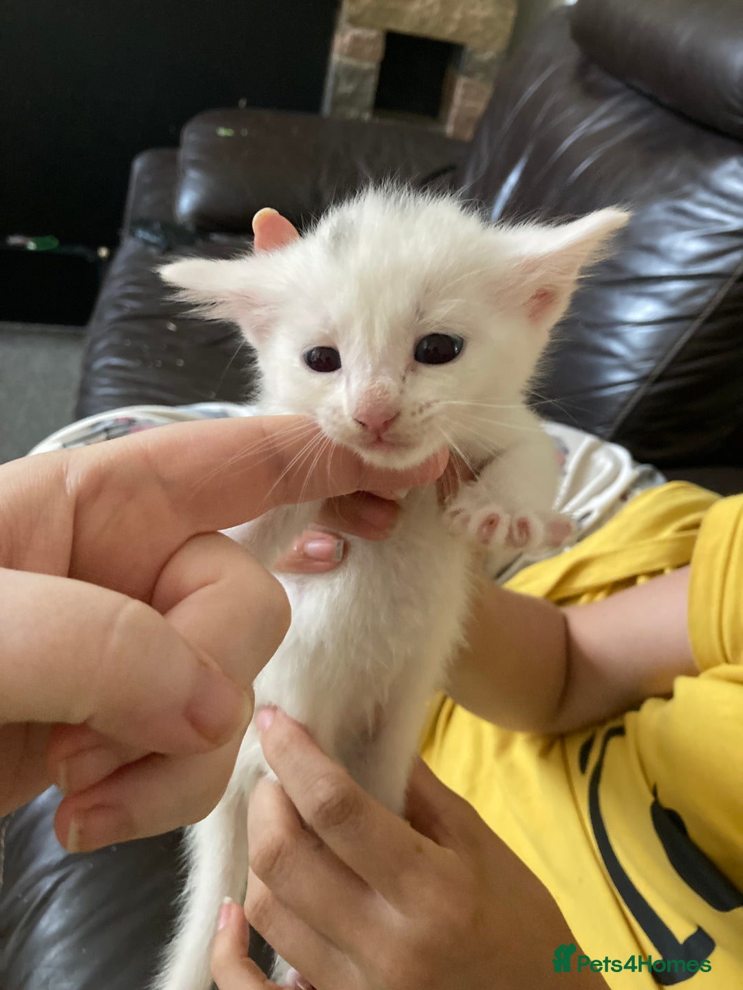 British Shorthair cats for sale: Fhvcffuj ghjv - Image 4