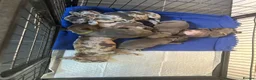 French Bulldog dogs for sale: French Bulldog Puppies - Advert 1
