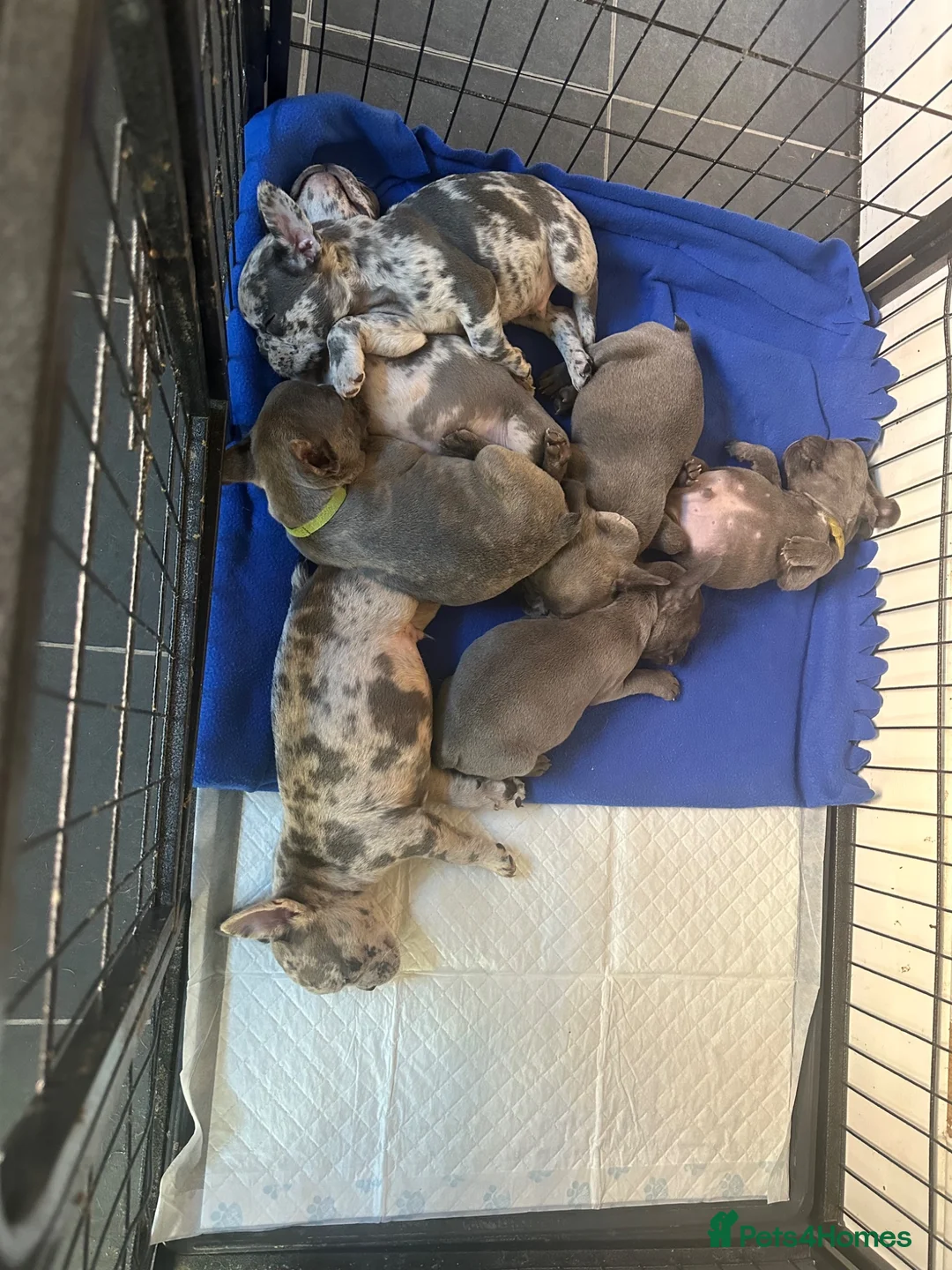 French Bulldog dogs for sale: French Bulldog Puppies - Advert 1