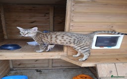 Savannah cats for sale: Stunning  Savannahs - Image 21