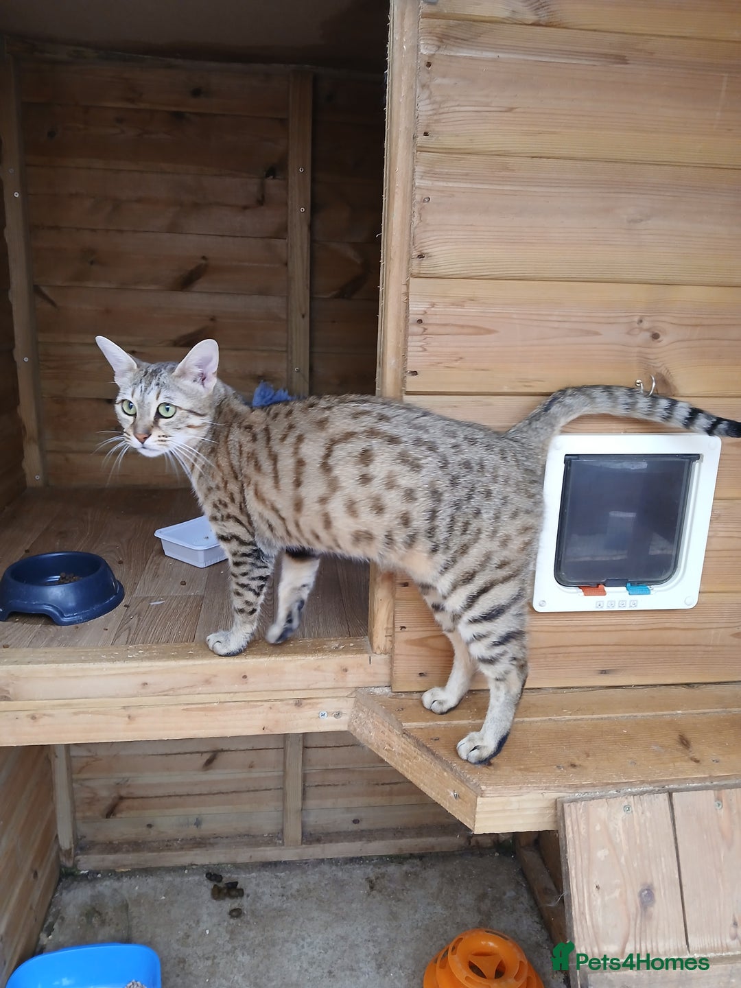 Savannah cats for sale: Stunning  Savannahs - Image 21