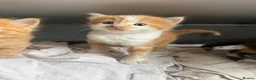 Domestic Shorthair cats for sale: Stunning Domestic Shorthair Kittens - Advert 12