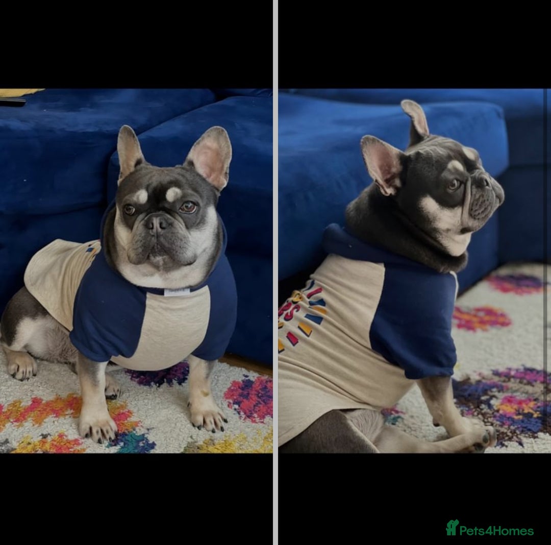 French Bulldog dogs for sale: Ova , it s a beautiful Dog Bulldog French  - Advert 4