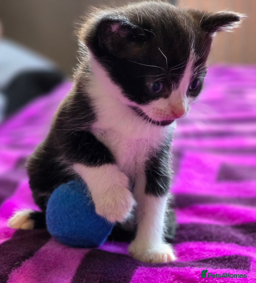 Domestic Shorthair cats for sale: 2 Black and White Males and 1 Black Female - Advert 5