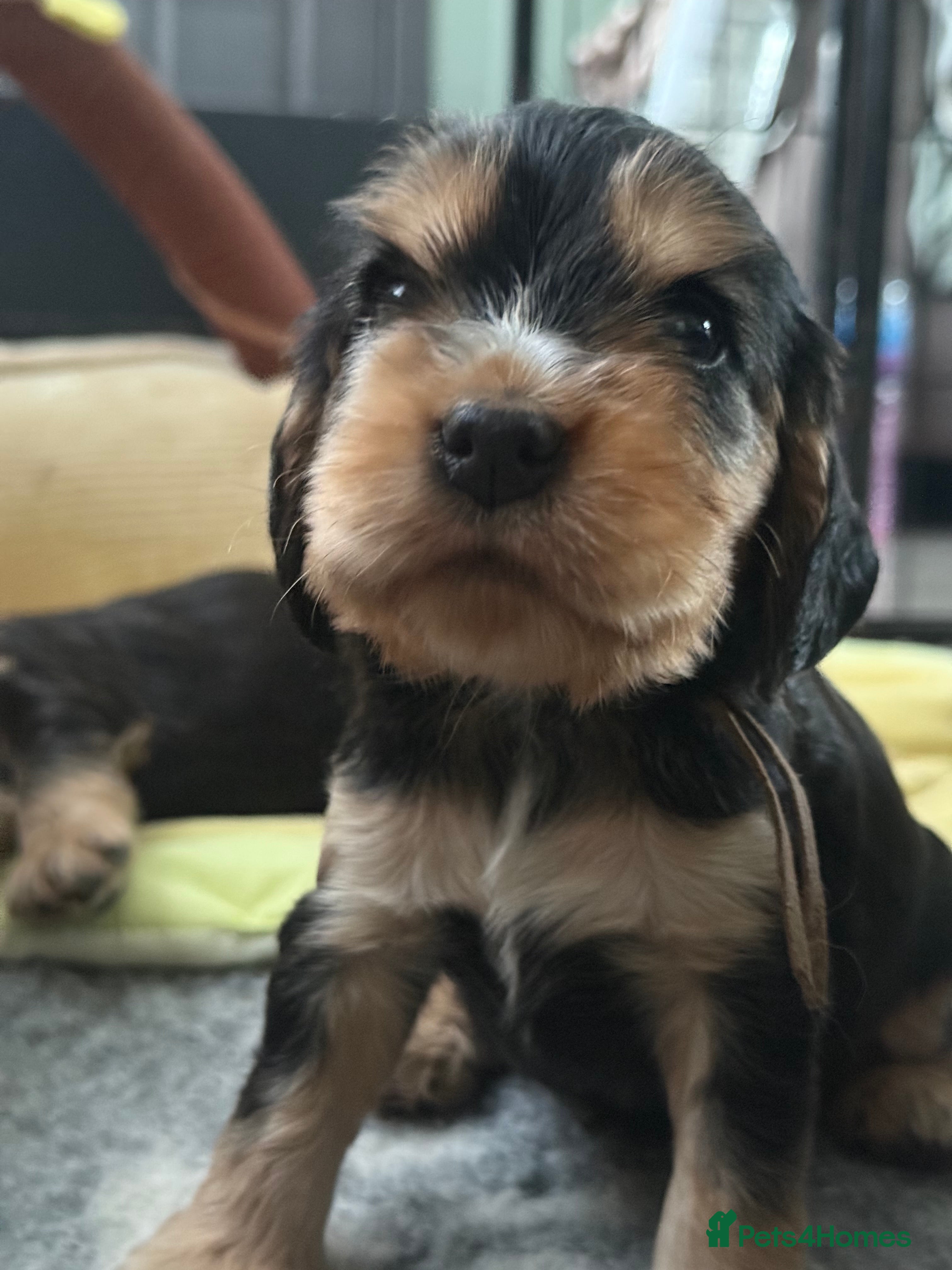 Cocker Spaniel dogs KC Reg Show Cocker Spaniel Puppies  - Advert 5