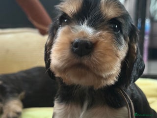 Cocker Spaniel dogs KC Reg Show Cocker Spaniel Puppies - Advert 5