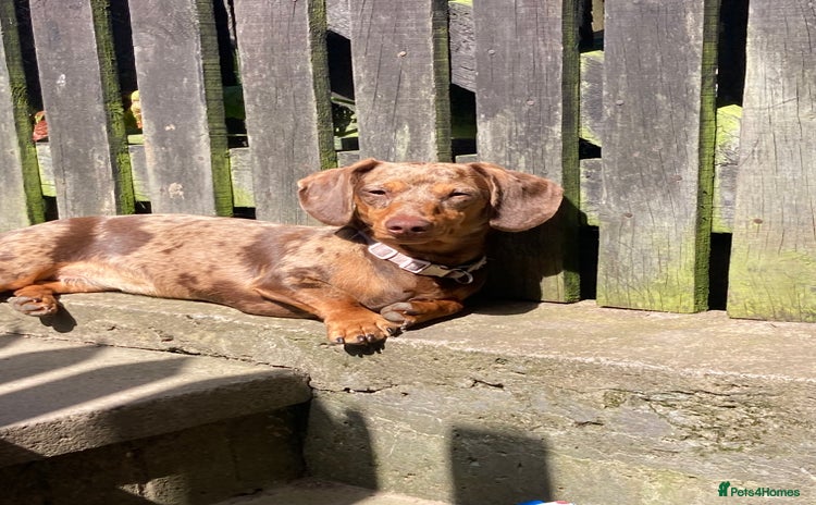 Miniature Dachshund dogs - Advert 2