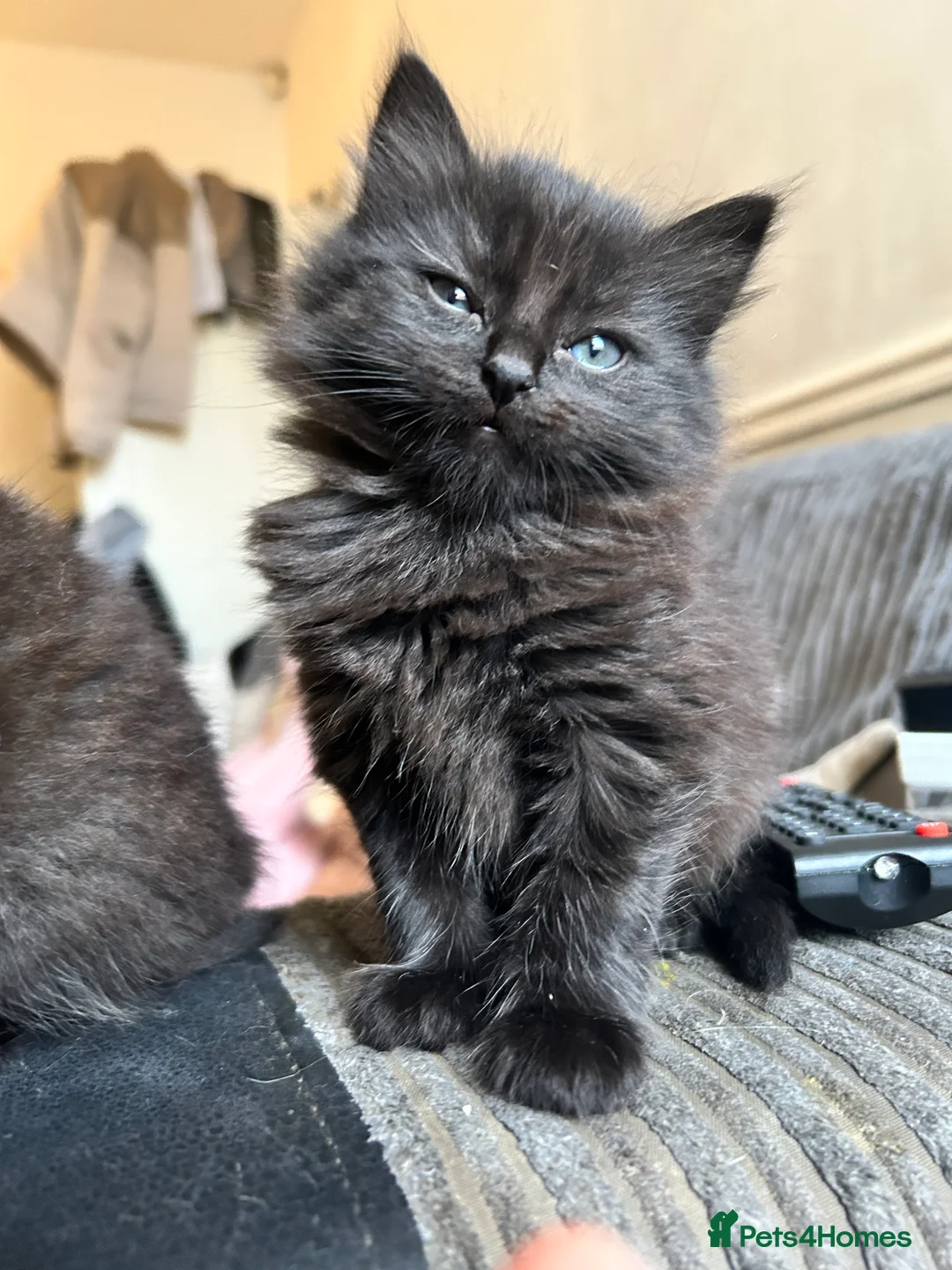 Mixed Breed cats for sale: Two little bundles of joy. - Advert 9