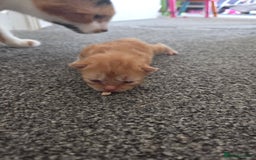 Mixed Breed cats for sale: Beautiful kittens - Image 23
