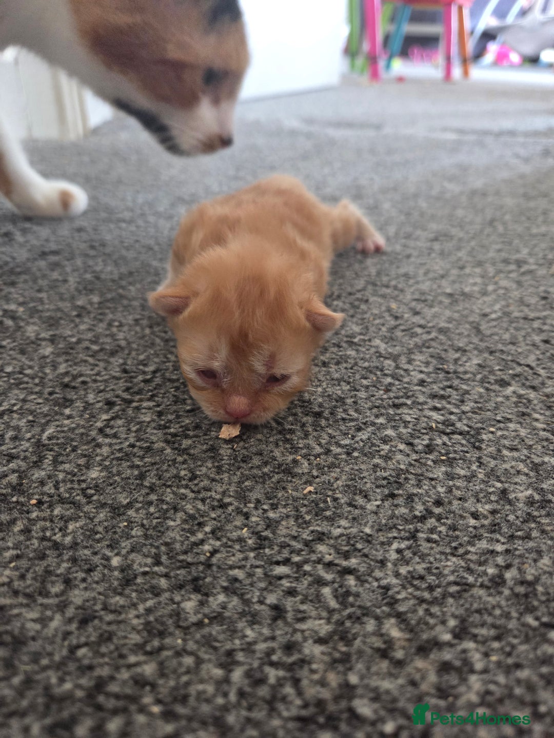 Mixed Breed cats for sale: Beautiful kittens - Image 23