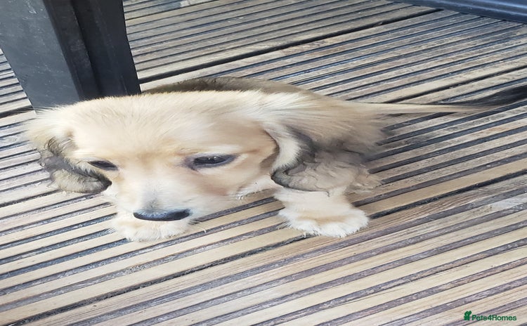 Miniature Dachshund dogs - Advert 6