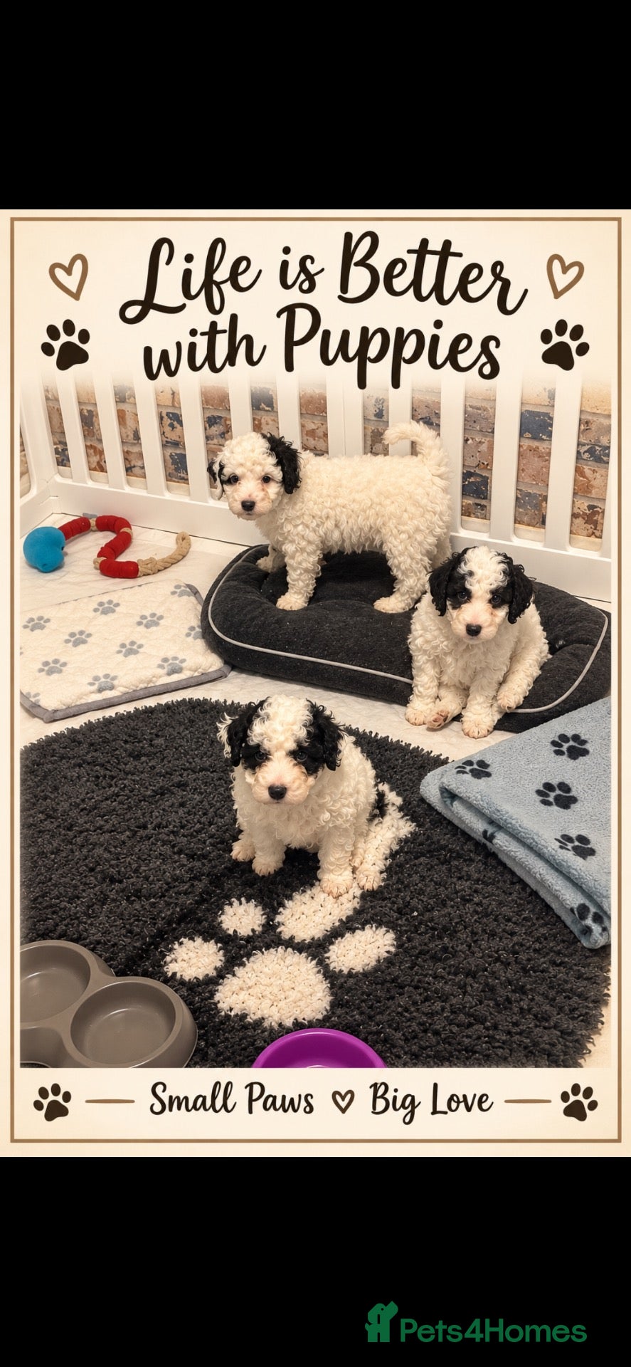 Poodle dogs for sale: toy poodle x mini cockapoo ❤️💙💜  - Advert 7