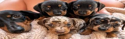 Dachshund dogs for sale: 7 beautiful dachshund puppies  - Advert 1