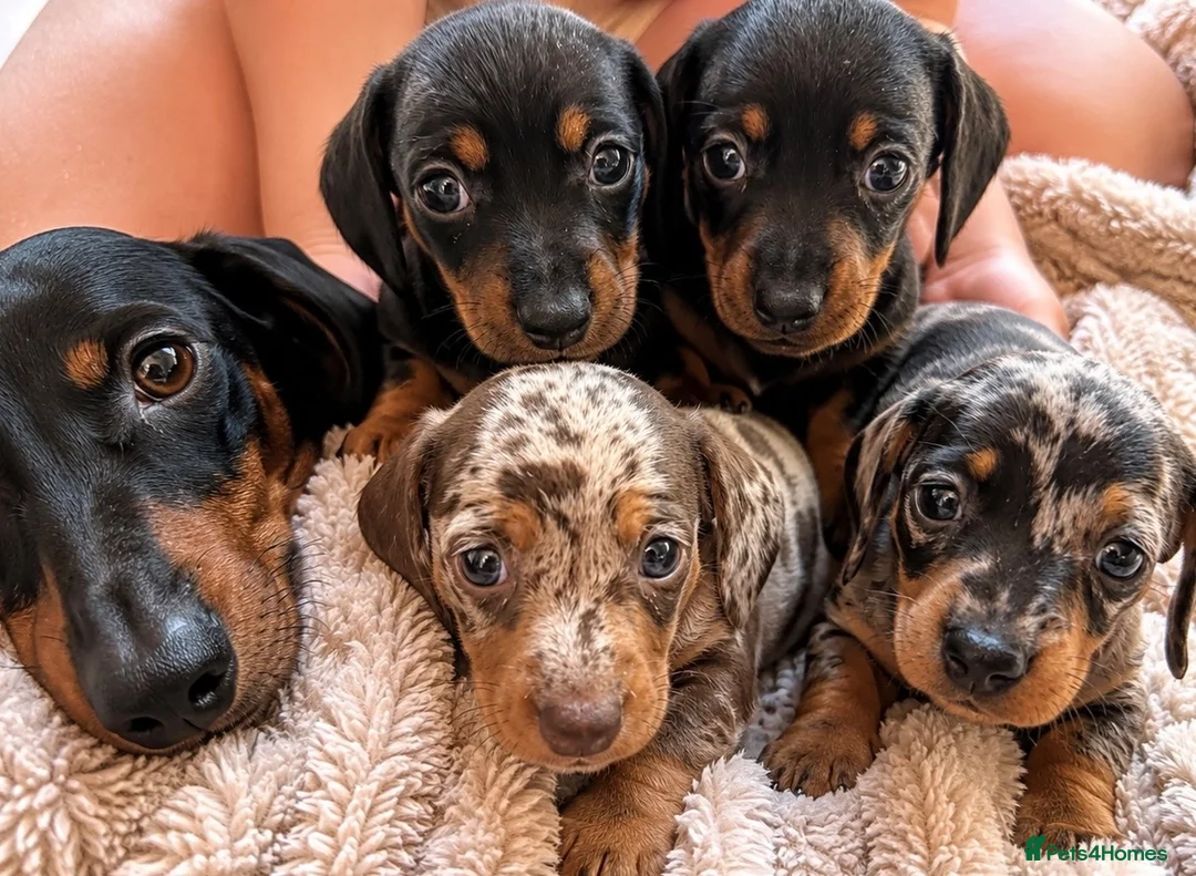 Dachshund dogs for sale: 7 beautiful dachshund puppies  - Advert 1
