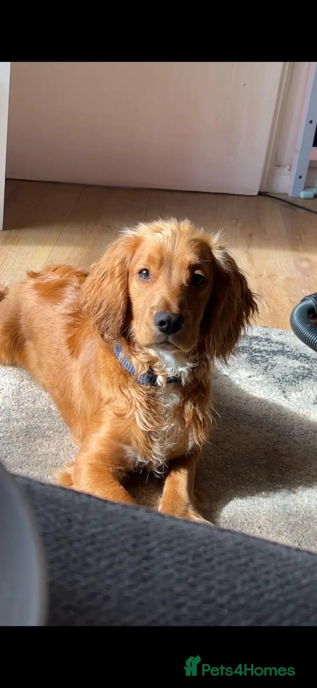 Cocker Spaniel dogs for sale: 3 year old Cocker Spaniel for sale - Advert 2