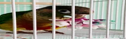 Conures birds for sale: Green cheek conure very entertaining - Advert 2