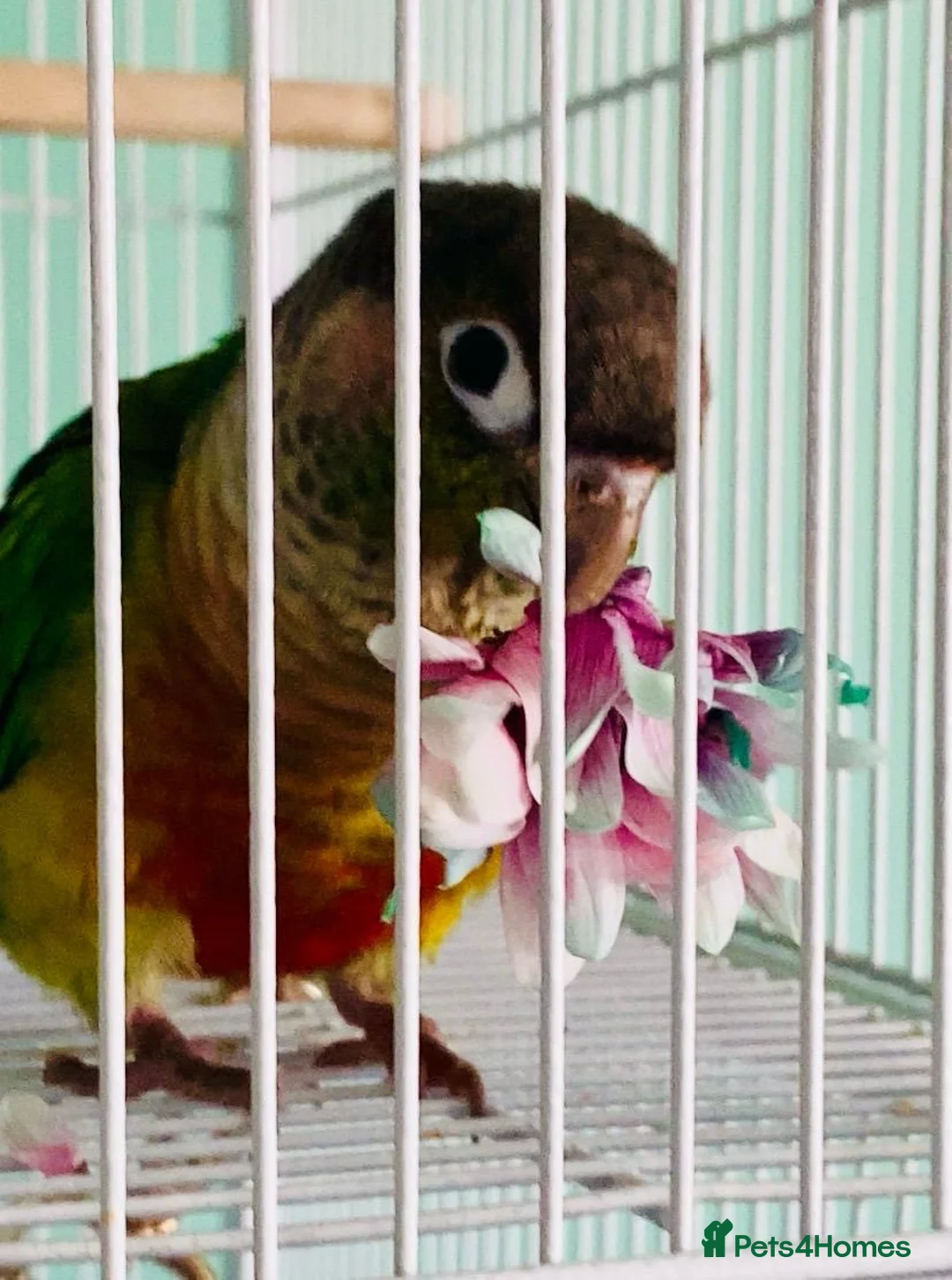 Conures birds for sale: Green cheek conure very entertaining - Advert 2