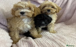 Cavapoo dogs for sale: Beautiful F1 Cavapoo boy & girl puppies - Image 14
