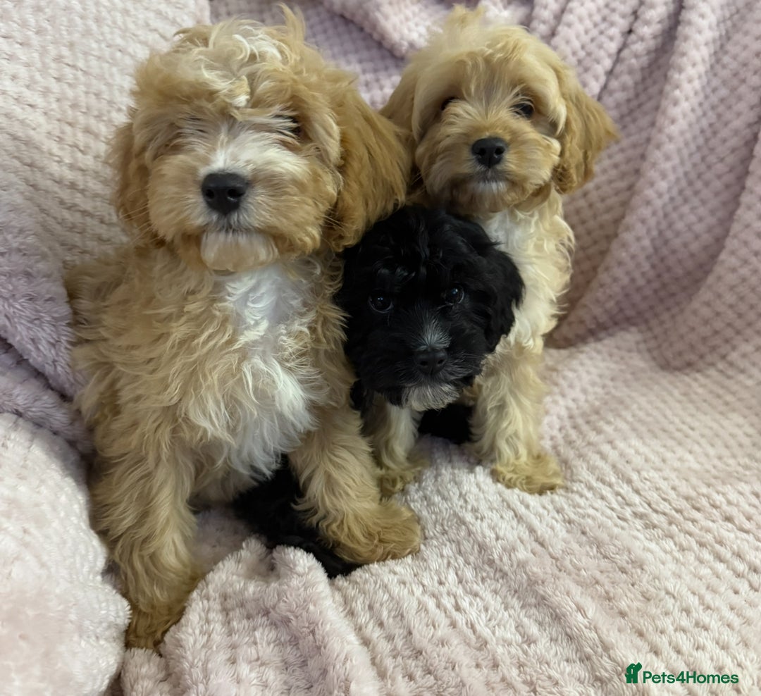 Cavapoo dogs for sale: Beautiful F1 Cavapoo boy & girl puppies - Image 14
