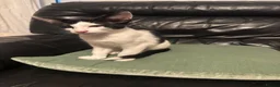 Mixed Breed cats for sale: Peterbald x Kittens in Dalkeith - Advert 7