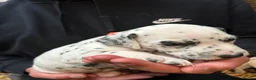 Dalmatian dogs for sale: Dalmatian puppies  in Okehampton - Advert 15