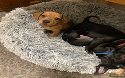 Mixed Breed dogs for sale: Dachshund cross Patterdale - Image 12