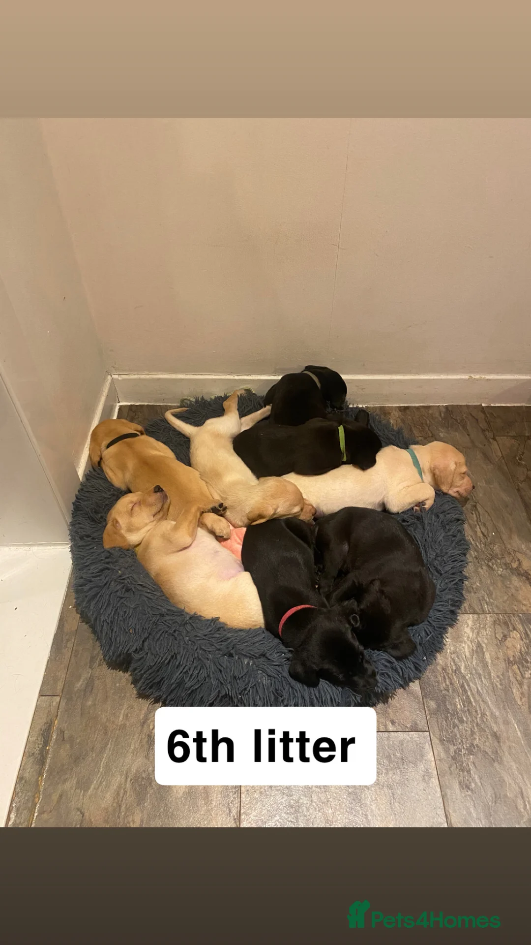 Labrador Retriever dogs for stud: 🌟 Kennel Club Registered Proven Labrador Stud 🌟 in Dundee - Advert 28