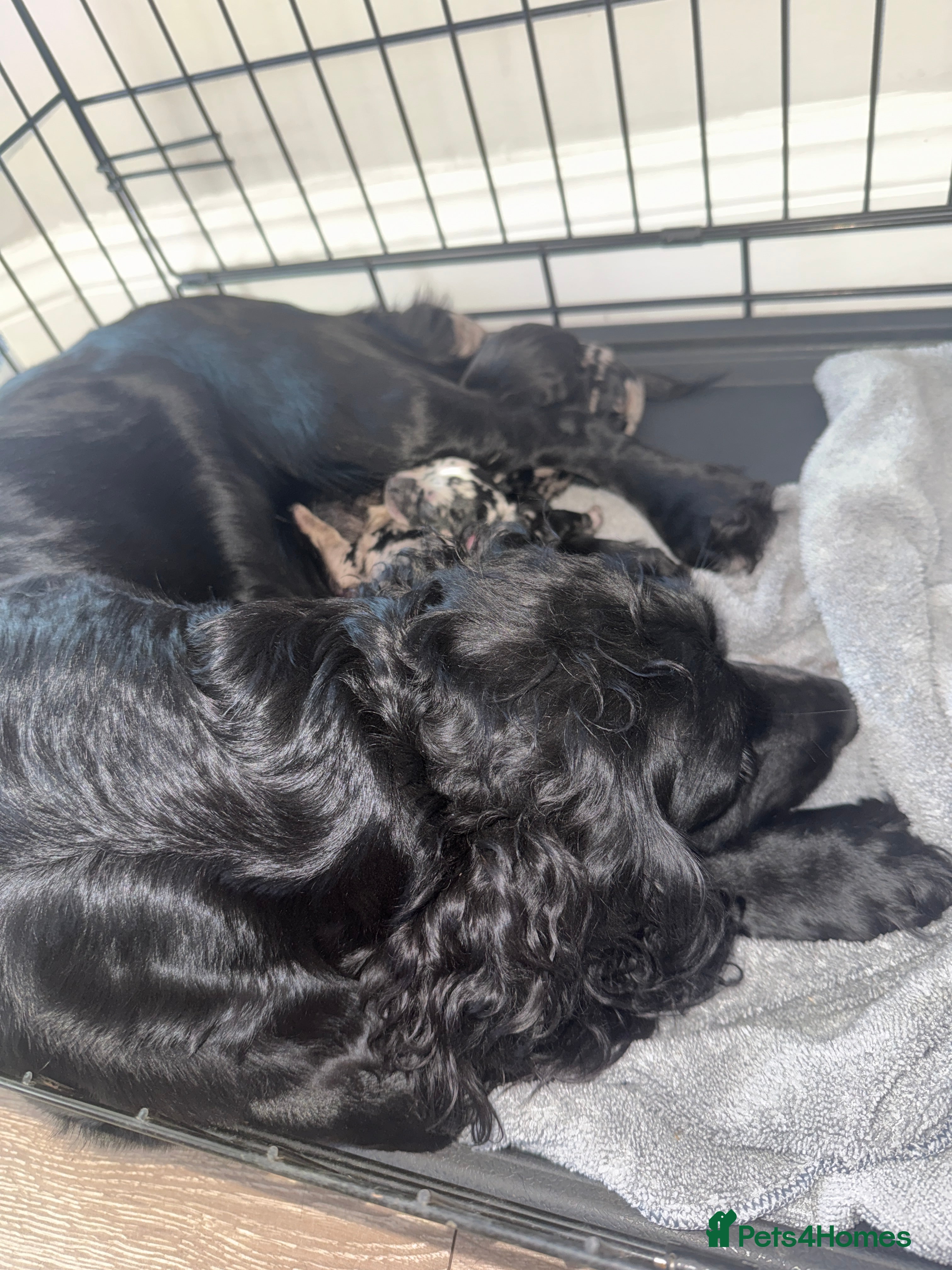 Mixed Breed dogs for sale: Gorgeous Pups  - Advert 12