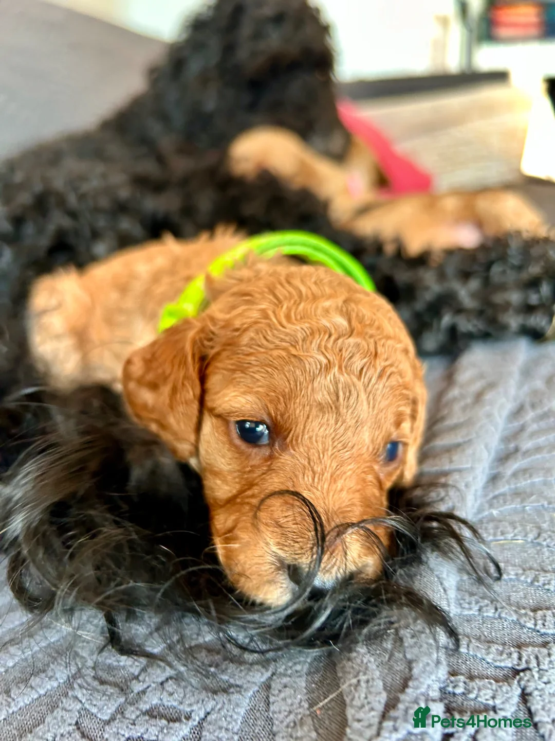 Cockapoo dogs for sale: Last litter allert! - Advert 24