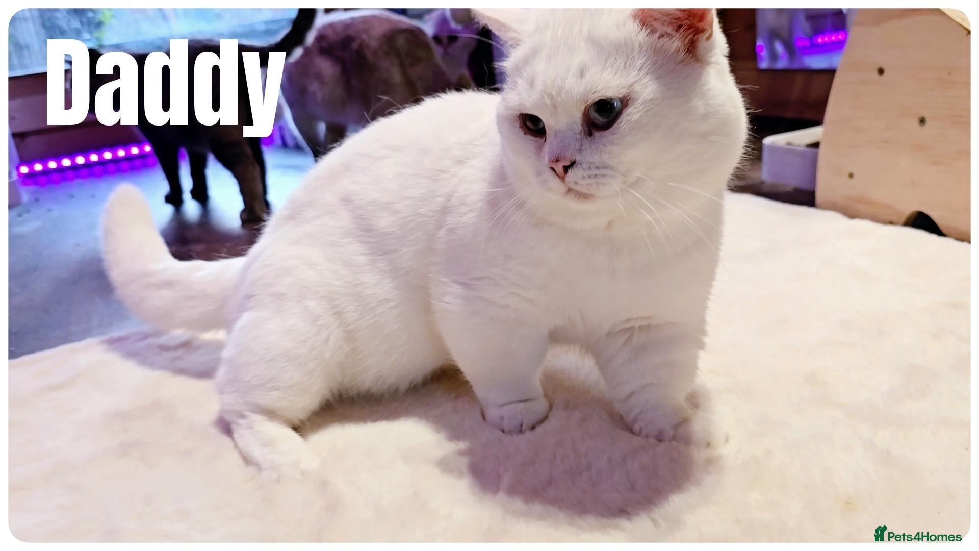 Munchkin cats Munchkin For Stud - Advert 14