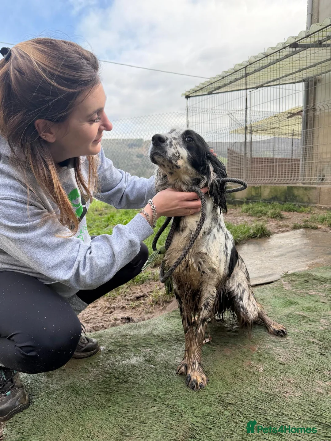 English Setter dogs for adoption: Dama  - Advert 3