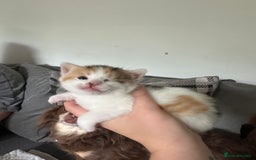 Mixed Breed cats for sale: Beautiful kittens  - Image 10