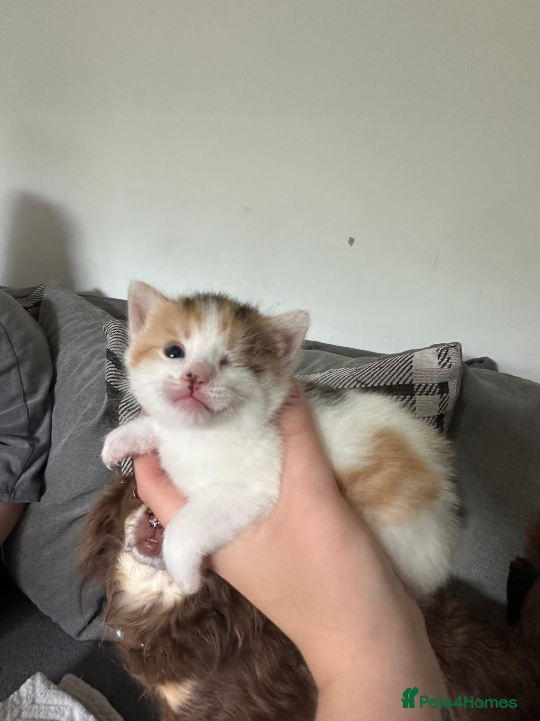 Mixed Breed cats for sale: Beautiful kittens  - Image 10