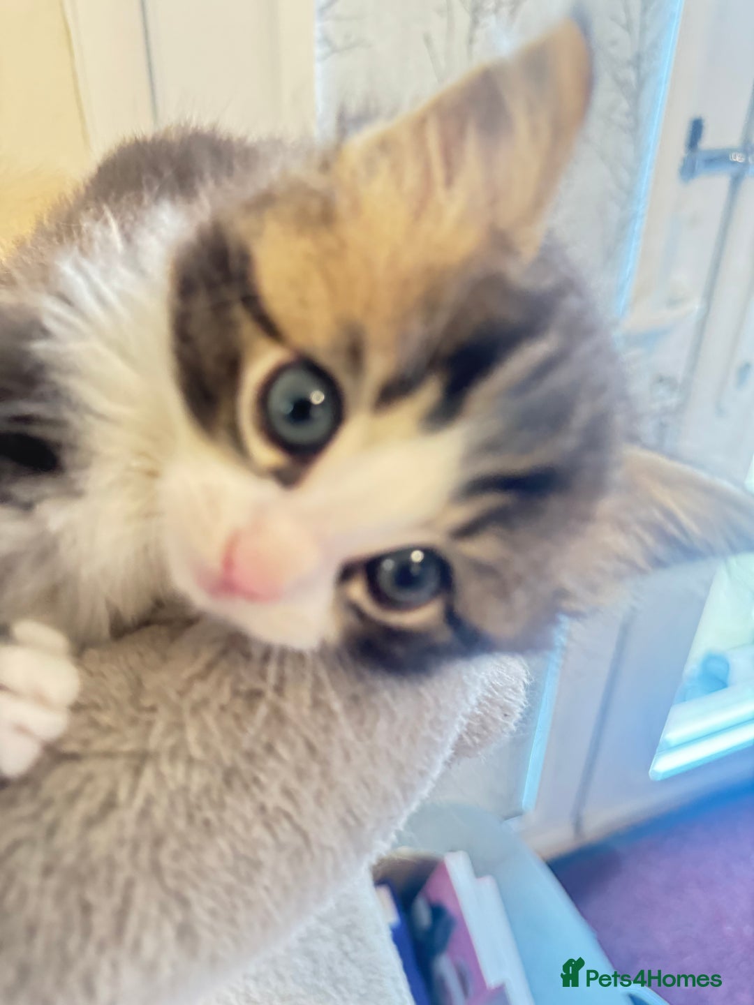 Ragdoll cats for sale: Beautiful Ragdoll Kittens - Advert 12