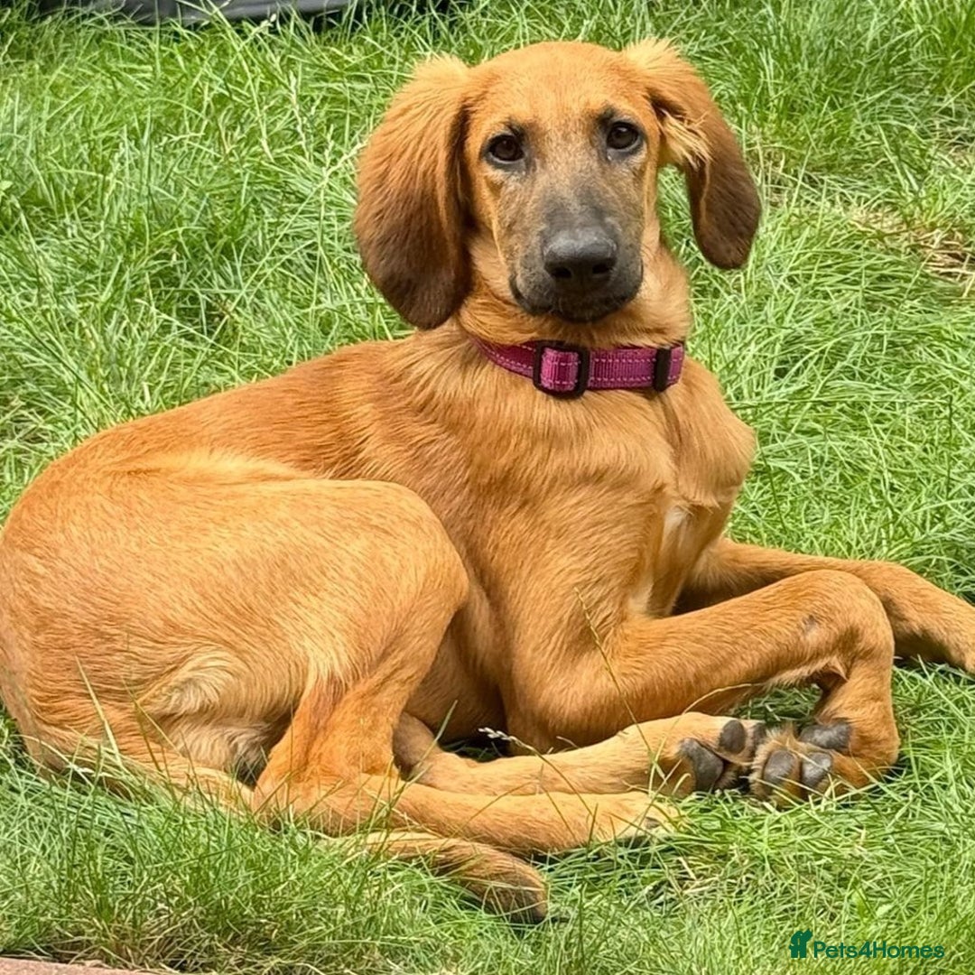 Mixed Breed dogs for adoption: Wren (Hound/Shepherd mix) - Image 3