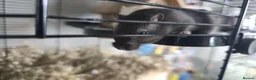 Gerbil rodents for sale: Gerbils - Advert 8
