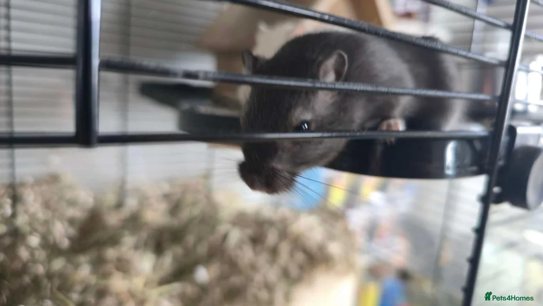 Gerbil rodents for sale: Gerbils - Advert 8