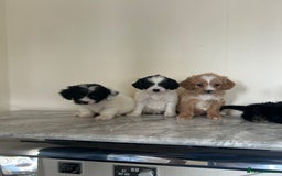 Cavapoo dogs for sale: Adorable Cavapoo puppies - Image 7
