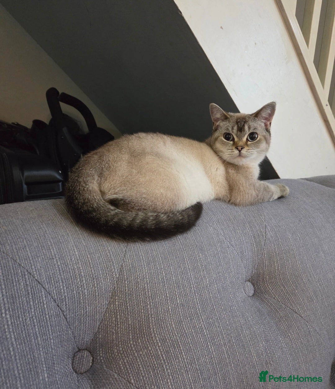 British Shorthair cats British shorthair colourpoint - Advert 1