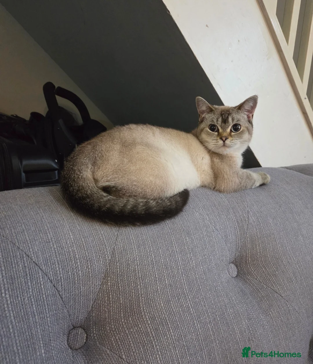 British Shorthair cats for sale: British shorthair colourpoint - Advert 1
