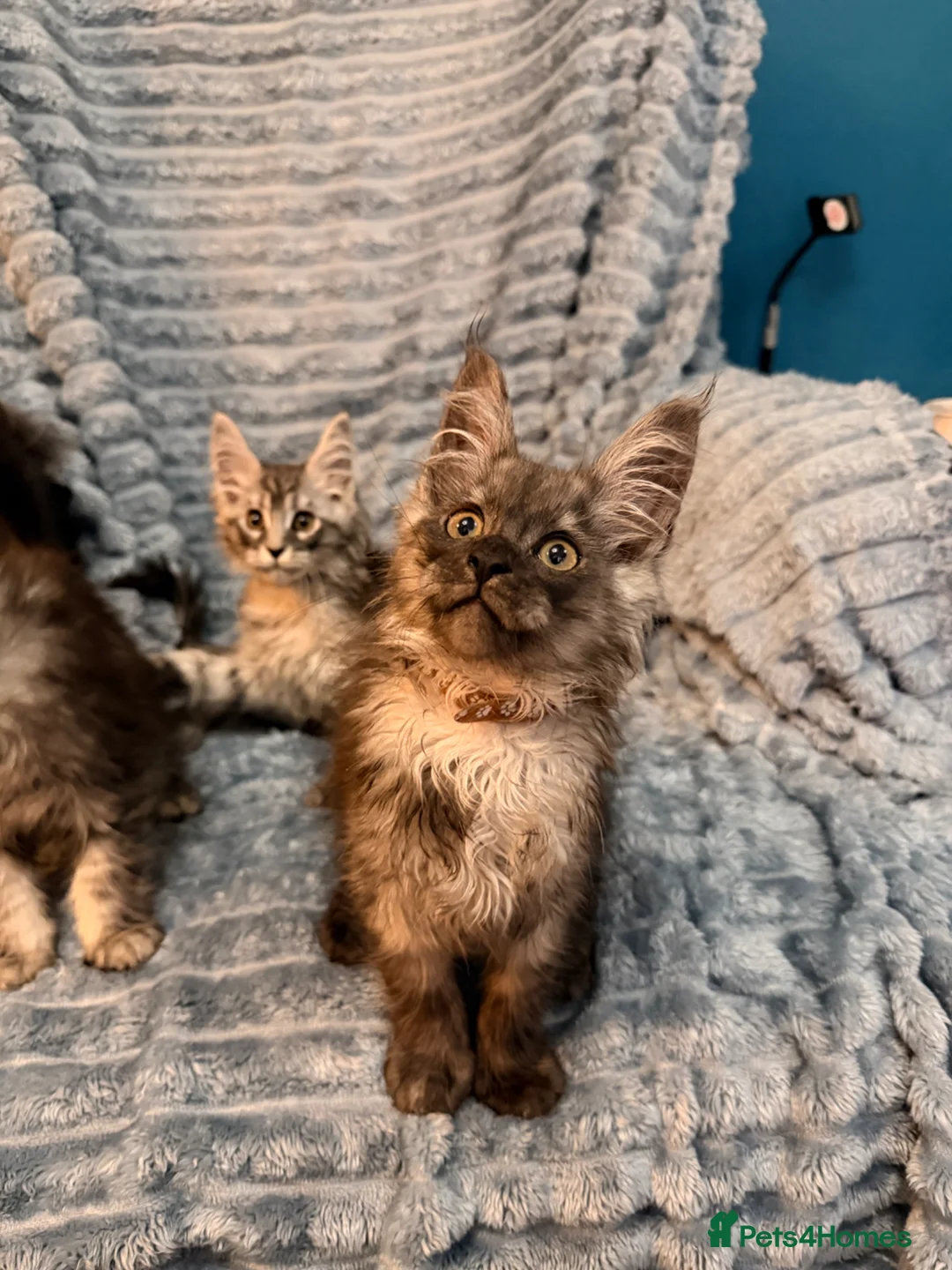 Maine Coon cats for sale: 6 pure maincoon kittens  - Advert 1