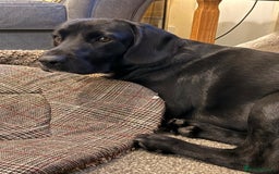 Mixed Breed dogs for sale: Labrador puppies  - Image 5