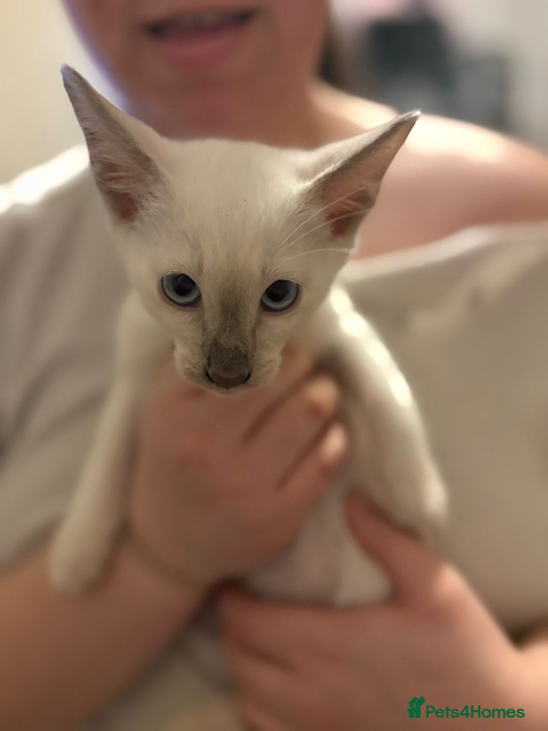 Siamese cats for sale: Siamese Kittens – Ready Now - Advert 3